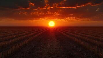 A field with a sun setting over it photo