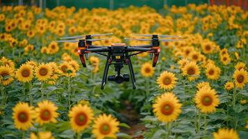 A drone is flying over a field of sunflowers photo