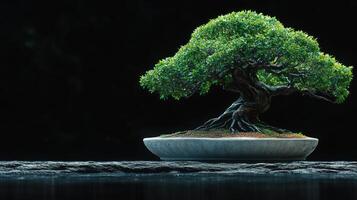 Bonsai tree in a pot on a black background photo