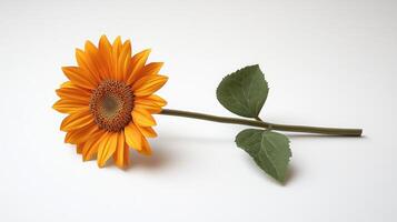 A single sunflower on a white background photo