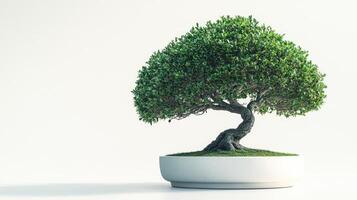 Bonsai tree in white pot on white background photo