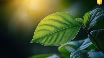 A leaf with sunlight shining through it photo