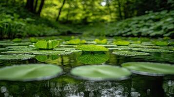 Photograph lily pads by james mccormick on 500px photo