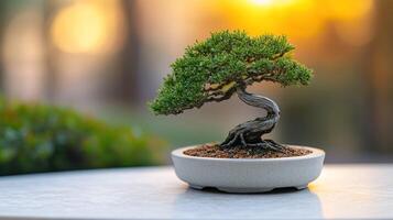 Bonsai tree in a white pot on a table photo