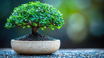 A small bonsai tree in a pot on a table photo