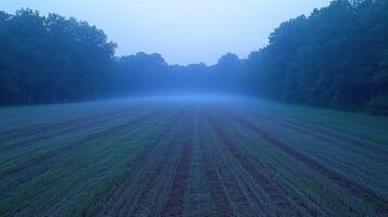 A field of grass is covered in fog photo