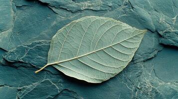 A leaf on a stone surface with a green background photo