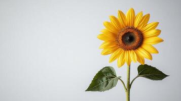 A single sunflower is shown against a white background photo