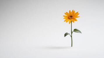A single yellow flower is standing in front of a white background photo