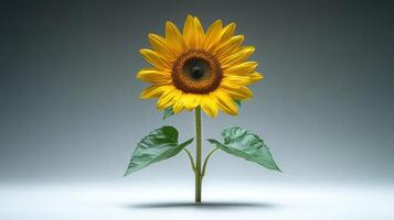A single sunflower is shown on a gray background photo