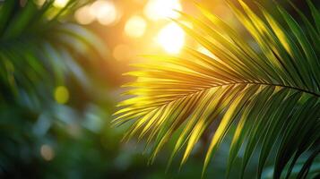 Palm leaves in the sun with bright light photo