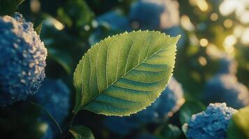 A green leaf is seen in front of blue flowers photo