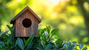 How to attract birds to your garden photo