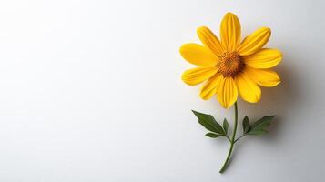 Yellow flower on white background with copy space photo