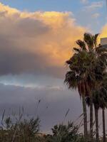 Tall palm trees silhouetted against a warm sunset sky filled with vibrant clouds in a coastal setting. photo