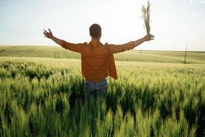 Rear view, freedom. Wheat in hand. Close up view of man that is on the agricultural field at daytime photo