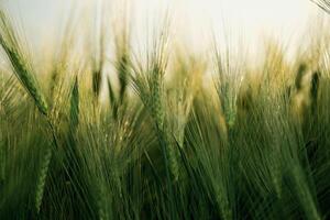 Focused close, up,, view of growing green wheat on agricultural field photo