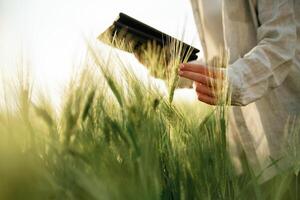 Digital tablet in hand.,, Woman in white is on the agricultural wheat field photo
