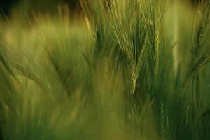 Close ,up ,view of growing green ,,,wheat on agricultural field photo