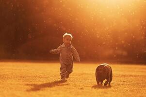 Illuminated by sunlight. ..Cute little boy is with dog on the field photo