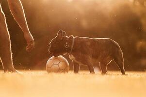 Man, is, playing with his dog with soccer ball on the summer field photo