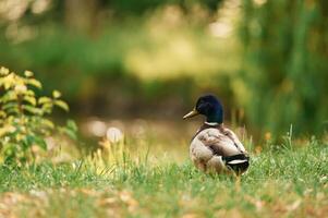 Close up view. Mallard duck standing, on, green grass in a serene park setting photo