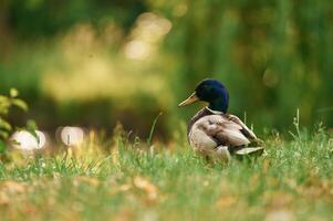 Close up view., Mallard duck standing on green grass in a serene park setting photo
