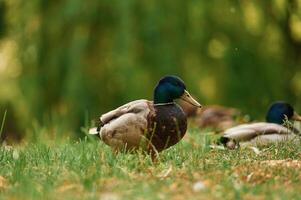 Focused ,view, together. ,,Mallard ducks resting on grass in sunny park setting photo