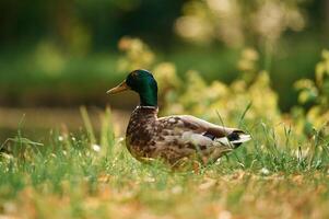 Mallard duck standing on green grass in a serene park setting photo