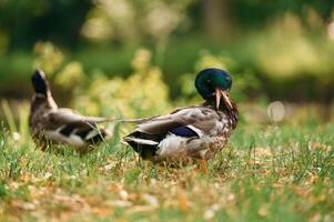 Mallard ducks resting on grass, in, sunny park setting photo