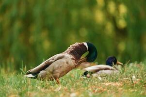 Focused view, together. Mallard, ducks resting on grass in sunny park setting photo