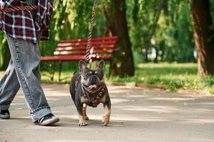 Young, woman is with, her dog in the park photo