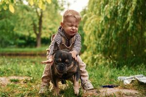 Riding, the animal, sitting on it. Cute little boy is with French Bulldog outdoors in the park photo