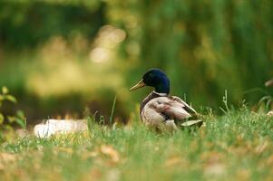 Close up view. ,Mallard duck standing on green grass in a serene park setting photo