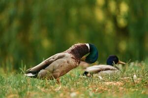 Focused view, together,. Mallard ducks resting on grass in sunny park setting photo