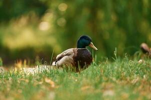 Close up ,view. Mallard duck standing on green grass in a serene park setting photo