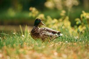 Close, up view. Mallard duck standing on green grass in a serene park setting photo
