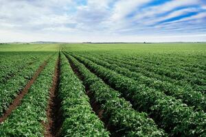Open Farming
