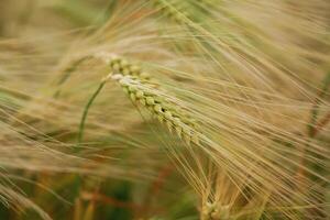 Focused view. Close-up of a barley field ,with golden stalks swaying in wind photo