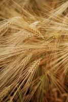 Close-up of a barley ,field, with golden stalks swaying in wind photo