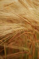 Focused view... Close-up of a barley field with golden stalks swaying in wind photo