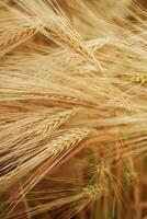 Focused view. ,.Close-up of a barley field with golden stalks swaying in wind photo