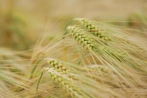 Focused view.. Close-up ,of a barley field with golden stalks swaying in wind photo