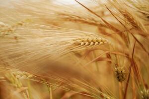 Harvest ,season. Close-up ,,of a barley field with golden stalks swaying in wind photo