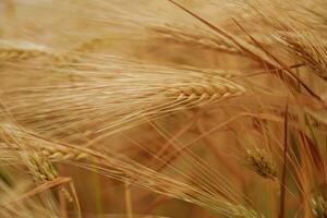 Harvest season.. Close-up of a barley field with golden stalks swaying in wind photo