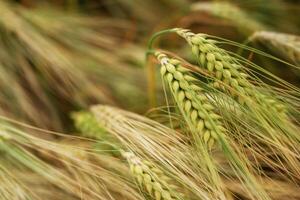 Close-up of a barley field with golden ,stalks swaying in wind photo
