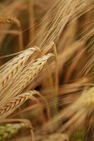 Harvest ,season. Close-up, of a barley field with golden stalks swaying in wind photo