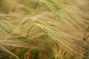 Focused, view. Close-up, of a barley field with golden stalks swaying in wind photo