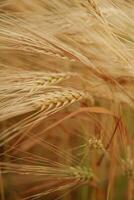Close-up of a barley field,, with golden stalks swaying in wind photo