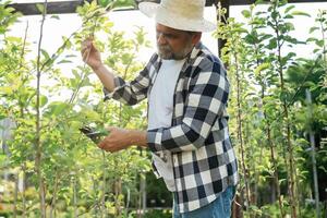 In straw hat. Using ,,scissors to cut the plant. Senior gardener is at work at daytime photo